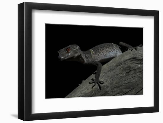 Pingxiang Cave Gecko (Goniurosaurus Luii) Clinging to Tree Trunk with Strong Red Eyes-Shibai Xiao-Framed Photographic Print