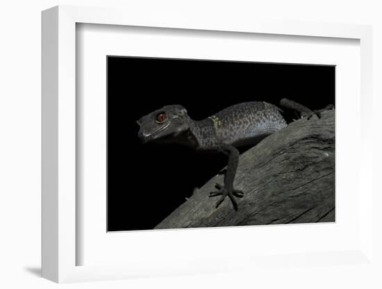 Pingxiang Cave Gecko (Goniurosaurus Luii) Clinging to Tree Trunk with Strong Red Eyes-Shibai Xiao-Framed Photographic Print