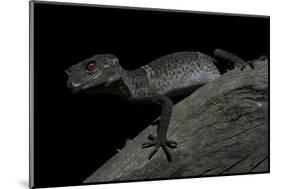 Pingxiang Cave Gecko (Goniurosaurus Luii) Clinging to Tree Trunk with Strong Red Eyes-Shibai Xiao-Mounted Photographic Print