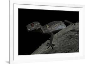 Pingxiang Cave Gecko (Goniurosaurus Luii) Clinging to Tree Trunk with Strong Red Eyes-Shibai Xiao-Framed Photographic Print