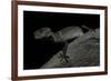 Pingxiang Cave Gecko (Goniurosaurus Luii) Clinging to Tree Trunk with Strong Red Eyes-Shibai Xiao-Framed Photographic Print