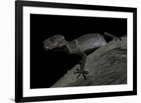 Pingxiang Cave Gecko (Goniurosaurus Luii) Clinging to Tree Trunk with Strong Red Eyes-Shibai Xiao-Framed Photographic Print