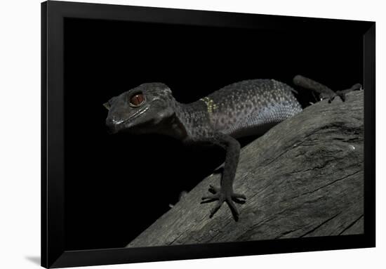 Pingxiang Cave Gecko (Goniurosaurus Luii) Clinging to Tree Trunk with Strong Red Eyes-Shibai Xiao-Framed Photographic Print