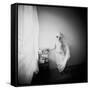 Pinhole Camera Shot of Standing Topless Woman in Hoop Skirt-Rafal Bednarz-Framed Stretched Canvas