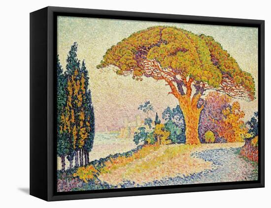 Pinie bei Bertraud, Saint-Tropez (Provence). Le Pin de Bertaud, Saint-Tropez (Provence)-Paul Signac-Framed Stretched Canvas