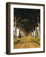 Pinienallee, Allee, Sommer, Sandweg-Thonig-Framed Photographic Print