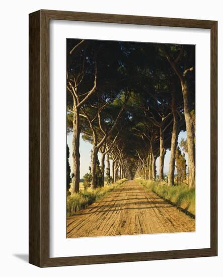 Pinienallee, Allee, Sommer, Sandweg-Thonig-Framed Photographic Print