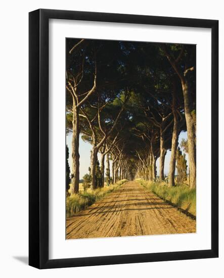 Pinienallee, Allee, Sommer, Sandweg-Thonig-Framed Photographic Print