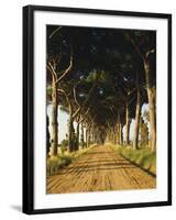 Pinienallee, Allee, Sommer, Sandweg-Thonig-Framed Photographic Print