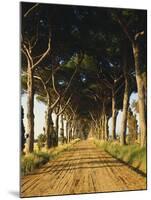 Pinienallee, Allee, Sommer, Sandweg-Thonig-Mounted Photographic Print