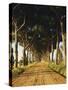 Pinienallee, Allee, Sommer, Sandweg-Thonig-Stretched Canvas