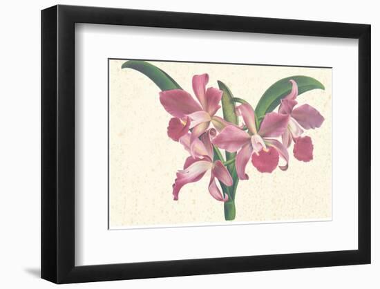 Pink Amaryllis-null-Framed Art Print