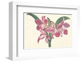 Pink Amaryllis-null-Framed Art Print