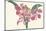 Pink Amaryllis-null-Mounted Art Print