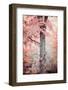 Pink and Coral Maple Tree-Brooke T. Ryan-Framed Photographic Print