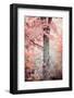 Pink and Coral Maple Tree-Brooke T. Ryan-Framed Photographic Print