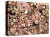 Pink and Cream Rose Bud Bunches-Owen Franken-Stretched Canvas