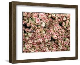 Pink and Cream Rose Bud Bunches-Owen Franken-Framed Photographic Print