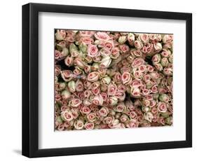 Pink and Cream Rose Bud Bunches-Owen Franken-Framed Photographic Print
