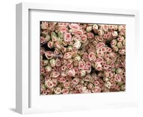 Pink and Cream Rose Bud Bunches-Owen Franken-Framed Photographic Print