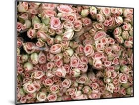 Pink and Cream Rose Bud Bunches-Owen Franken-Mounted Photographic Print