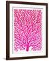 Pink and Ombre Fan Coral-Cat Coquillette-Framed Giclee Print