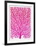 Pink and Ombre Fan Coral-Cat Coquillette-Framed Giclee Print