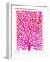 Pink and Ombre Fan Coral-Cat Coquillette-Framed Giclee Print