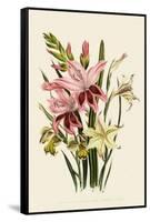 Pink and Other Gladioli-null-Framed Stretched Canvas