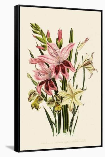 Pink and Other Gladioli-null-Framed Stretched Canvas