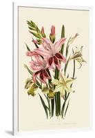Pink and Other Gladioli-null-Framed Giclee Print