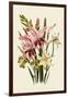 Pink and Other Gladioli-null-Framed Giclee Print