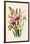 Pink and Other Gladioli-null-Framed Giclee Print