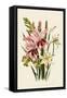 Pink and Other Gladioli-null-Framed Stretched Canvas