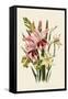 Pink and Other Gladioli-null-Framed Stretched Canvas
