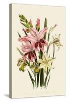 Pink and Other Gladioli-null-Stretched Canvas