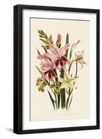 Pink and Other Gladioli-null-Framed Giclee Print