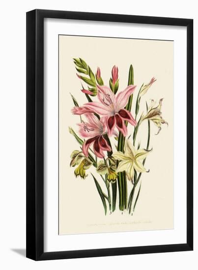 Pink and Other Gladioli-null-Framed Giclee Print