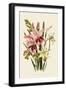 Pink and Other Gladioli-null-Framed Giclee Print