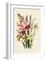 Pink and Other Gladioli-null-Framed Giclee Print