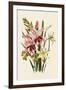 Pink and Other Gladioli-null-Framed Giclee Print