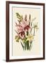 Pink and Other Gladioli-null-Framed Giclee Print