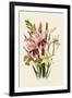 Pink and Other Gladioli-null-Framed Giclee Print