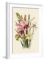 Pink and Other Gladioli-null-Framed Giclee Print