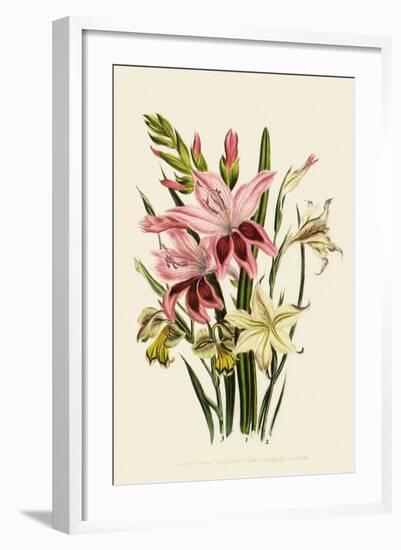 Pink and Other Gladioli-null-Framed Giclee Print