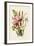 Pink and Other Gladioli-null-Framed Giclee Print