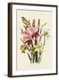 Pink and Other Gladioli-null-Framed Giclee Print