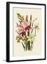 Pink and Other Gladioli-null-Framed Giclee Print