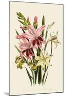 Pink and Other Gladioli-null-Mounted Giclee Print