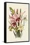 Pink and Other Gladioli-null-Framed Stretched Canvas